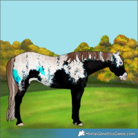 Horse Color:White Spotted Liver Red Onyx Ice Pearl Splash 