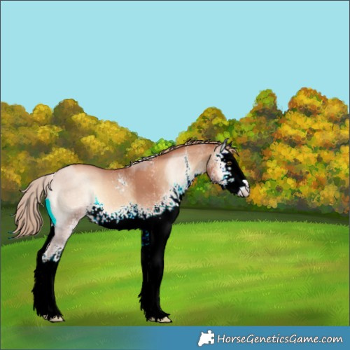 Horse Color:White Spotted Gold Champagne Onyx 