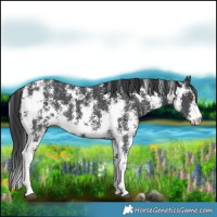 Horse Color:Black Sabino Appaloosa 