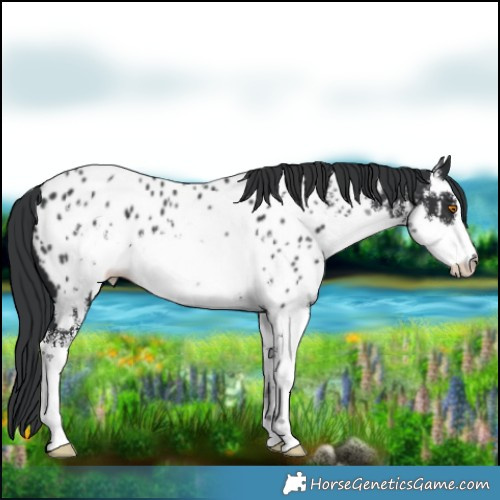 Horse Color:White Spotted Black Near Leopard 