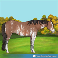 Horse Color:Bay Sabino Rabicano 