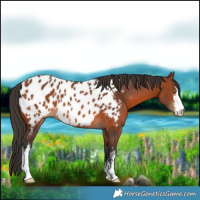 Horse Color:White Spotted Bay Appaloosa 
