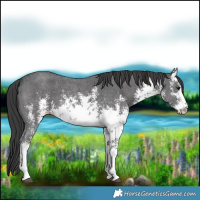 Horse Color:White Spotted Black Sabino