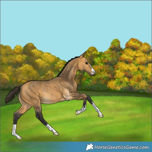 Horse Color:Buckskin Rabicano 
