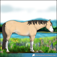 Horse Color:White Spotted Buckskin