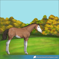 Horse Color:Bay Splash 