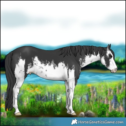Horse Color:White Spotted Black 