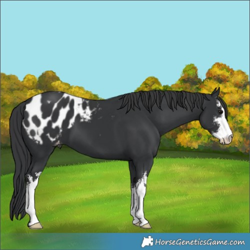 Horse Color:White Spotted Black Blanket