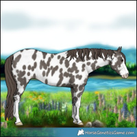 Horse Color:White Spotted Smoky Grullo Near Leopard
