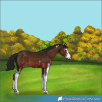 Horse Color:Gray Bay Sabino 