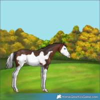 Horse Color:Brown Splash Frame 