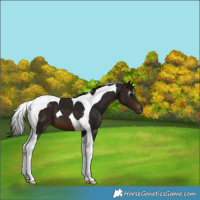 Horse Color:Gray Brown Tobiano 