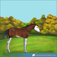 Horse Color:Gray Bay Splash 
