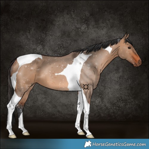 Horse Color:Bay Dun Tobiano 