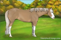 Horse Color:Palomino Splash 