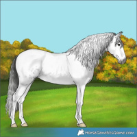 Horse Color:Gray Smoky Blue Roan Splash Tobiano Blanket 