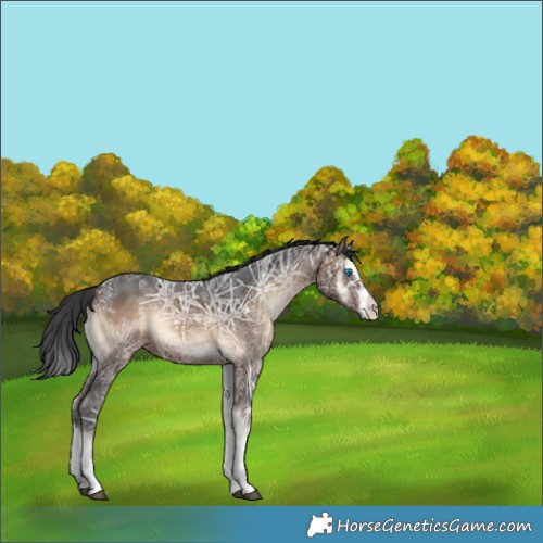 Horse Color:Brown Ice Onyx Splash
