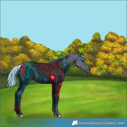 Horse Color:ERROR: UNKNOWN ANOMALY