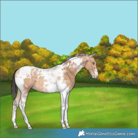 Horse Color:Amber Champagne Tobiano 