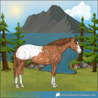 Horse Color:Chestnut Appaloosa 