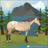 Horse Color:Buckskin Dun Appaloosa 