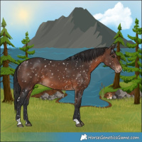 Horse Color:Brown Appaloosa
