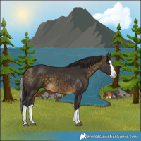 Horse Color:Buckskin Splash 