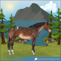 Horse Color:Brown Appaloosa