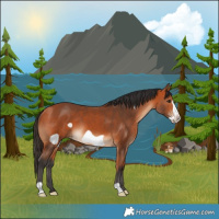 Horse Color:Bay Frame 
