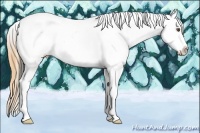 Horse Color:Buckskin Dun Tobiano Appaloosa 