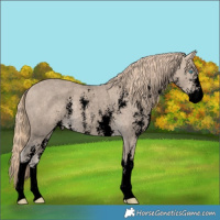 Horse Color:Void Perlino Sabino