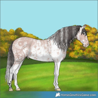 Horse Color:Platinum Bay Sabino Splash Varnish 