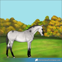 Horse Color:Void Platinum Buckskin 