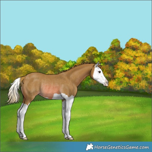 Horse Color:Watercolor Chestnut Splash Rabicano 