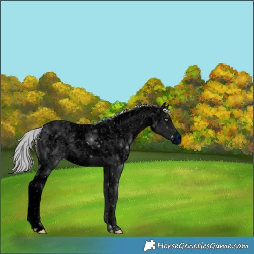 Horse Color:ERROR: UNKNOWN ANOMALY