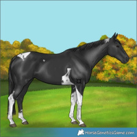 Horse Color:Black Tobiano 