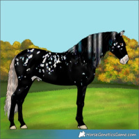 Horse Color:Classic Champagne Dun Sabino Appaloosa 