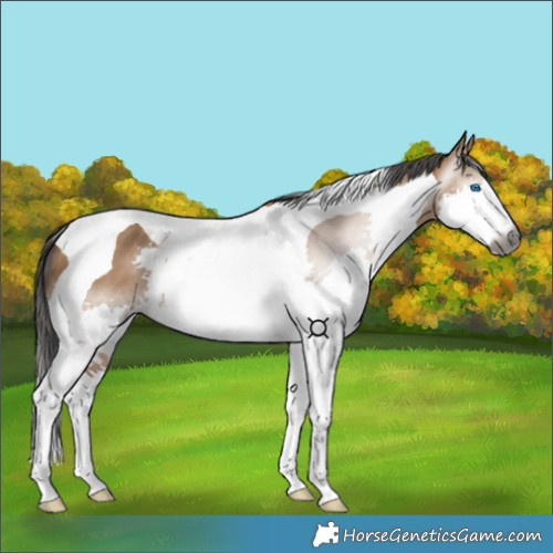 Horse Color:Gray Bay Dun Splash Tobiano 