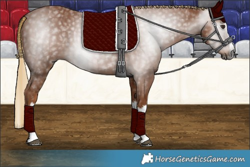 Horse Color:Gray Chestnut Splash