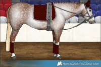 Horse Color:Gray Chestnut Splash