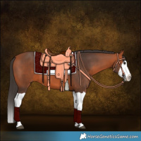 Horse Color:Bay Splash 