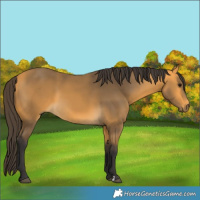 Horse Color:Buckskin 