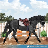 Horse Color:Black Sabino