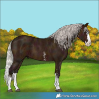 Horse Color:Midnight Silver Bay Sabino Splash