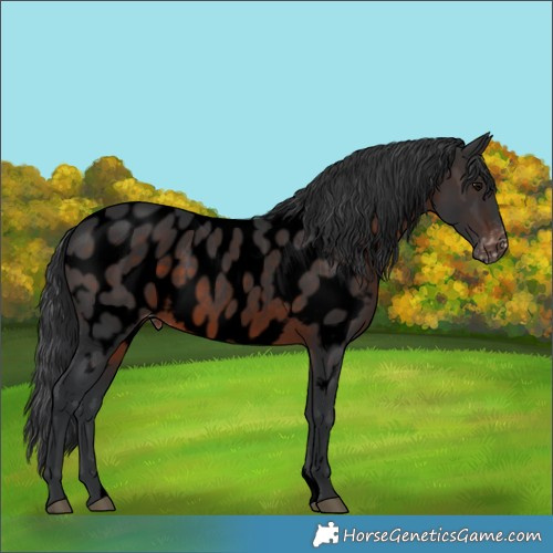 Horse Color:Void Brown Near Leopard 