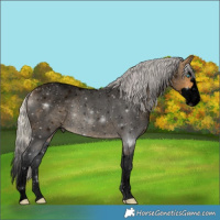 Horse Color:Void Silver Buckskin Roan Splash 