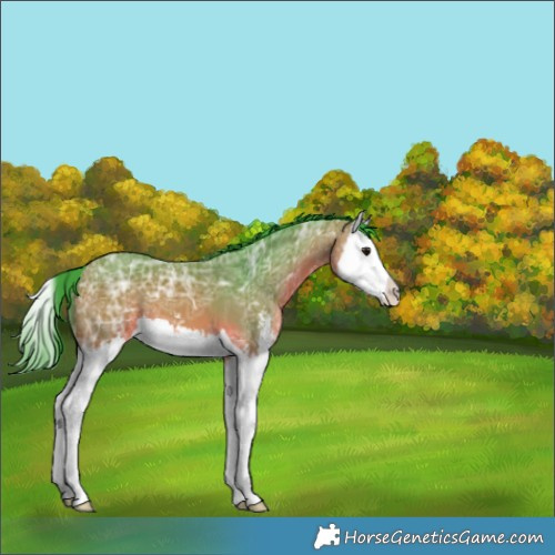 Horse Color:Watercolor Bay Ice Sabino Splash