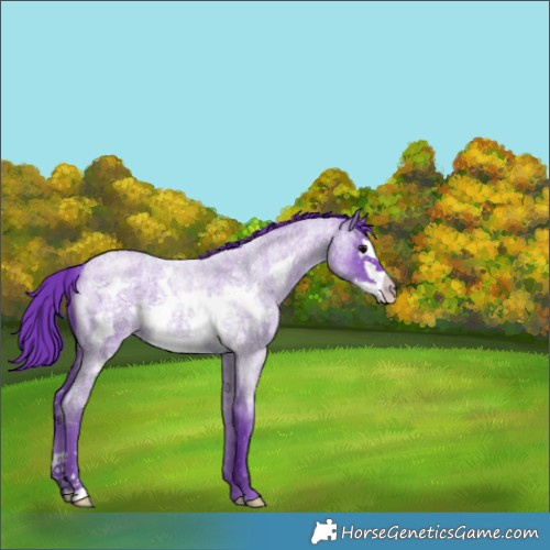 Horse Color:Watercolor Blue Roan Frame 