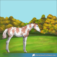 Horse Color:Watercolor White Spotted Chestnut Splash Rabicano