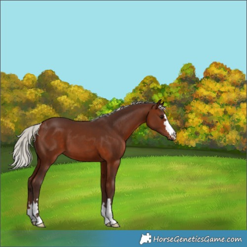 Horse Color:Silver Brown 